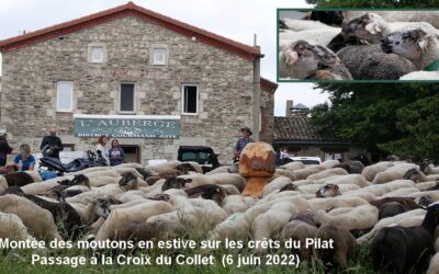 Transhumance – Montée à l’estive du Pilat